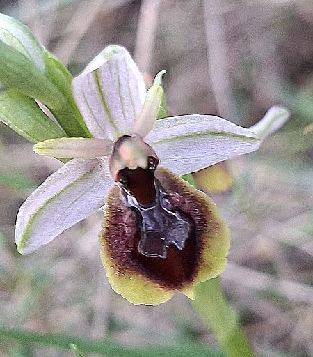 Ophrys occidentalis 