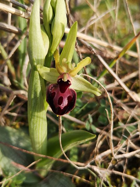 Ophrys arachnitiformis  - Richard Fay