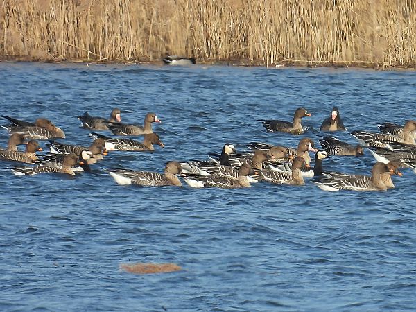bernikla białolica  - Kacper Mikulski