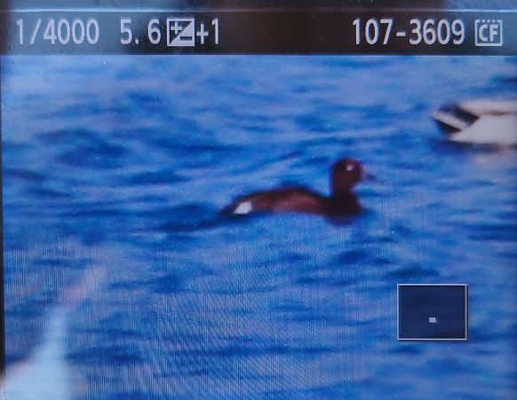 podgorzałka  - Tadeusz Sobuś