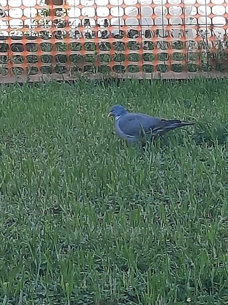 Colombaccio  - Bassano Riboni