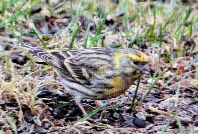 kulczyk  - Marek Betlejewicz