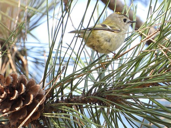 Regolo  - Dario Bosio