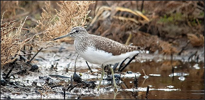 Green Sandpiper  - Giuseppe Di Lieto