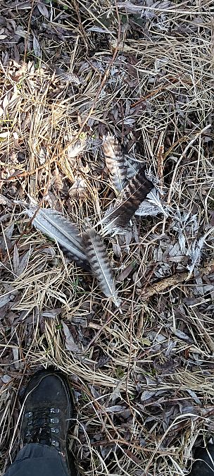 myszołów  - Marcin Sołowiej