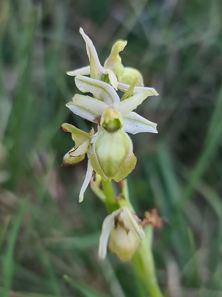 Ophrys occidentalis  - Christian Fleury