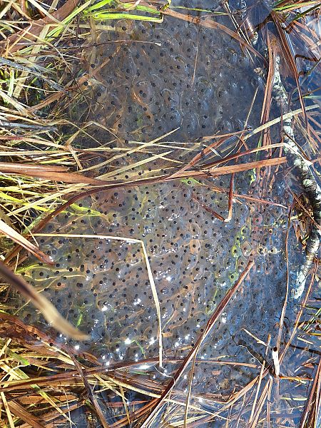 Granota roja  - Roc Palmarola Icart