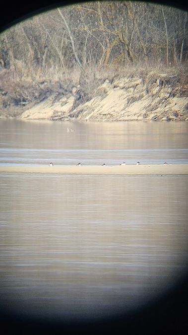 perkoz dwuczuby  - Anna Kamilewicz-Wicik