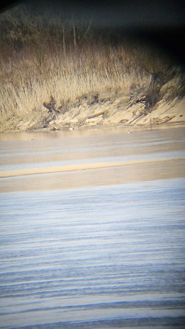 Haubentaucher  - Anna Kamilewicz-Wicik