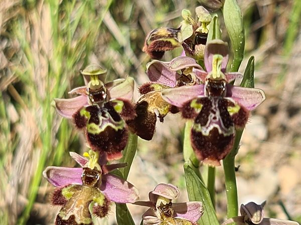 Ophrys scolopax  - Christian Fleury
