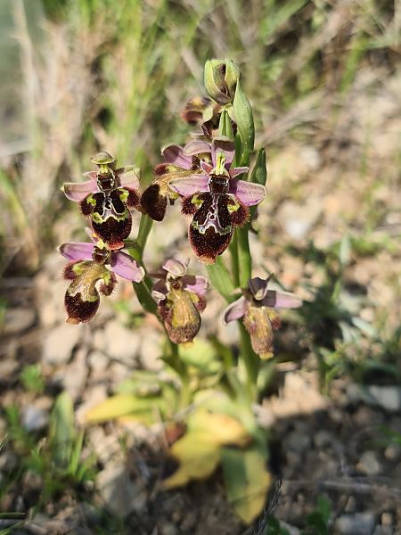 Ophrys scolopax  - Christian Fleury