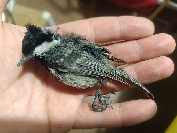 Tannenmeise  - Milo Manica