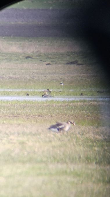 rożeniec  - Anna Kamilewicz-Wicik