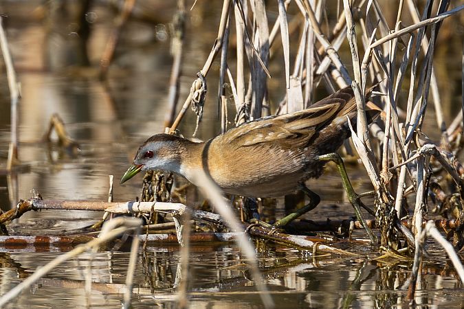 Marouette poussin  - Viehböck Helga
