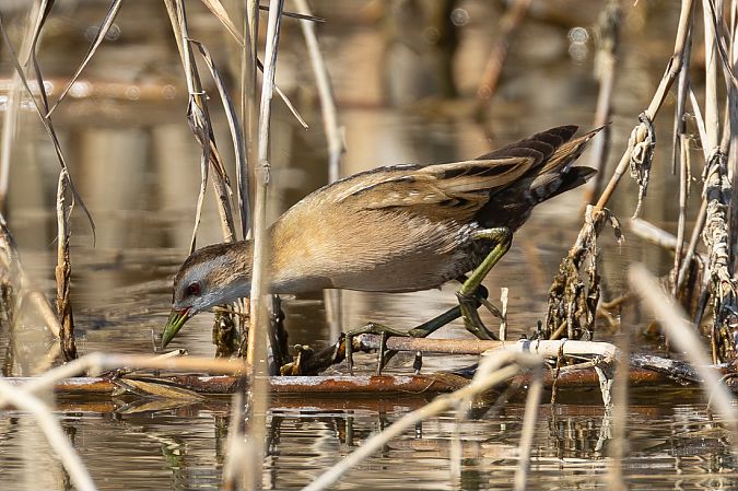 Marouette poussin  - Viehböck Helga