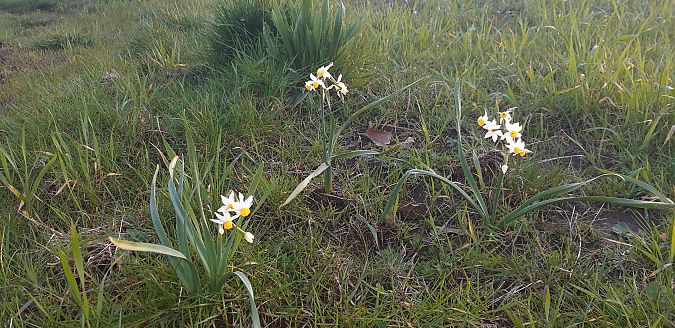 Narcissus poeticus  - Michele Cento
