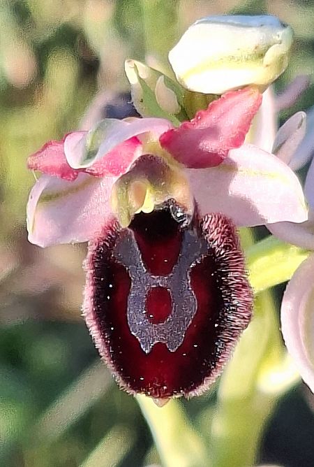 Ophrys bertolonii 