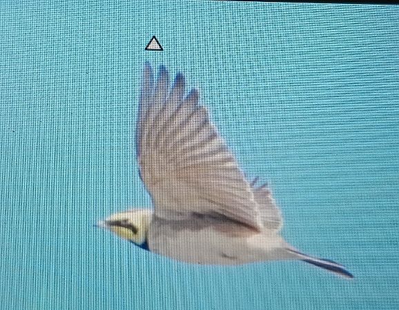 górniczek  - Marcin Sołowiej