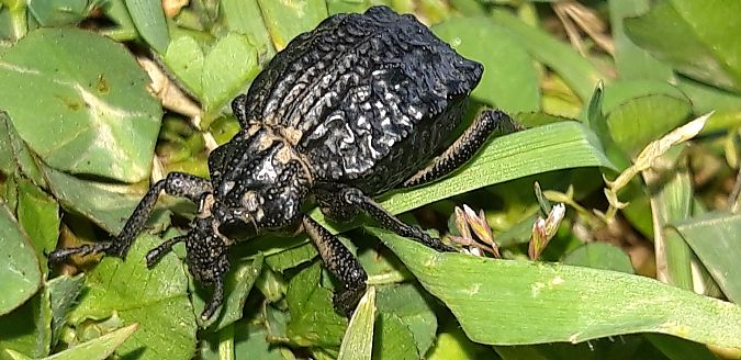 Brachycerus undatus  - Michele Cento