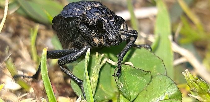 Brachycerus undatus  - Michele Cento