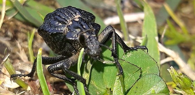 Brachycerus undatus  - Michele Cento