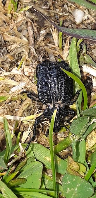 Brachycerus undatus  - Michele Cento