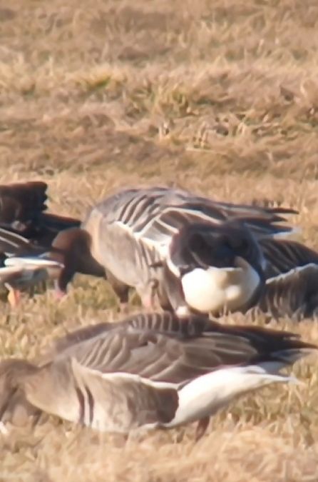 gęś krótkodzioba  - Michał Polakowski