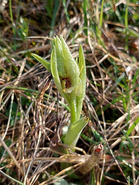 Ophrys araneola  - Bernard Sonnerat