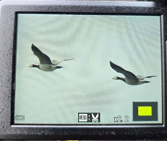 bernikla białolica  - Robert Locman