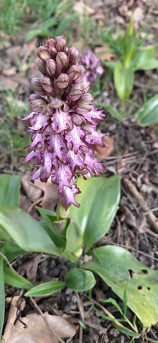 Himantoglossum robertianum  - Yolande Lansonneur