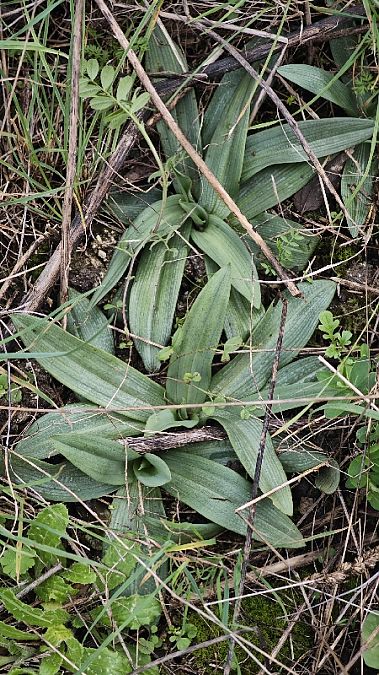Ophrys indet. group. scolopax  - Alain Bultez