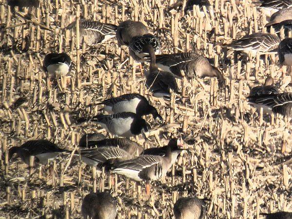 bernikla białolica  - Michał Białek