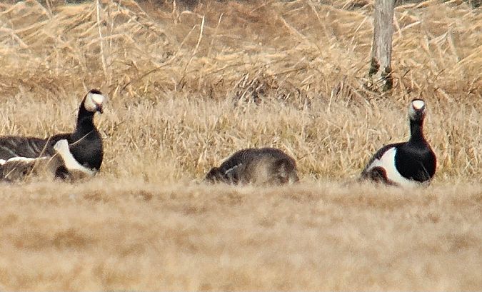 bernikla białolica  - Anna Kaniewska-Skoczylas