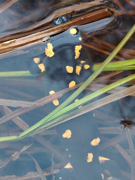 Salamandra pezzata  - Alice Funk