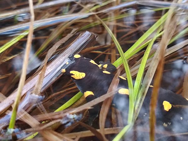 Salamandra pezzata  - Alice Funk