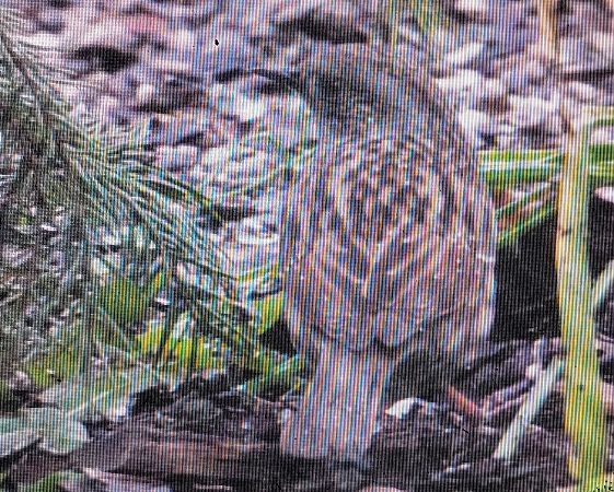 pokrzywnica  - Marek Betlejewicz