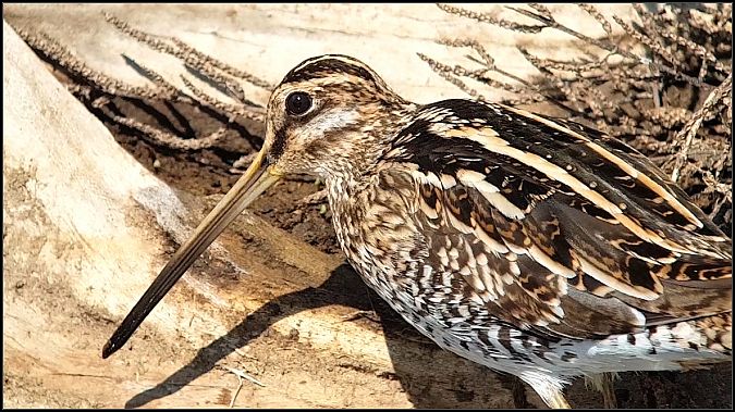 Beccaccino  - Giuseppe Di Lieto