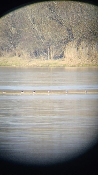 nurogęś  - Anna Kamilewicz-Wicik