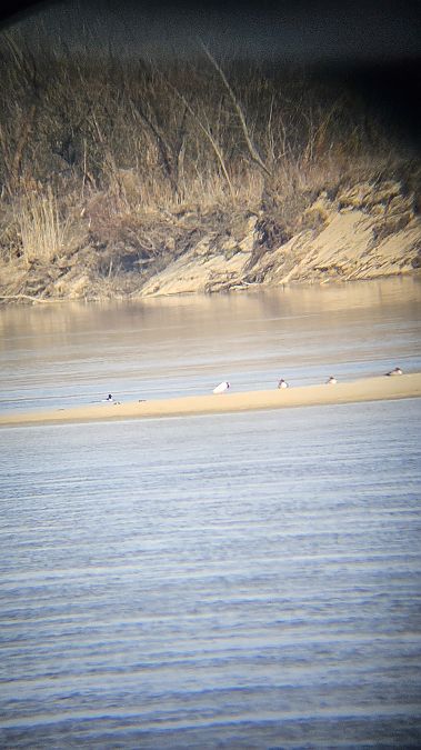 nurogęś  - Anna Kamilewicz-Wicik