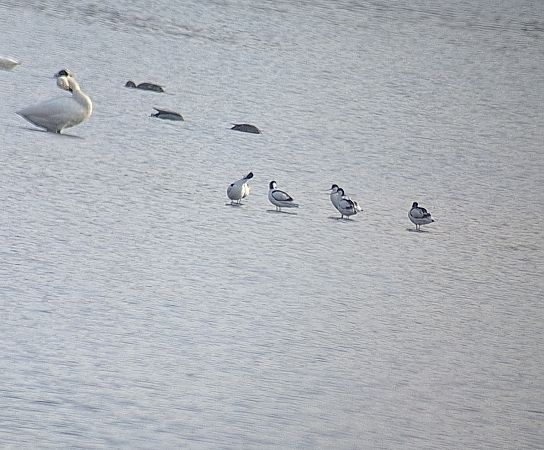 szablodziób  - Radosław Włodarczyk