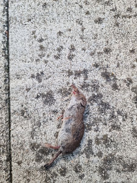 Crocidura sp.  - Gabriele de Nadai