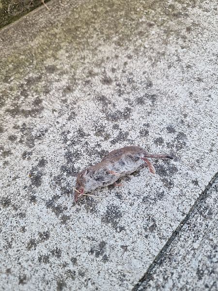 Crocidura sp.  - Gabriele de Nadai