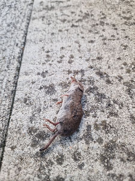 Crocidura sp.  - Gabriele de Nadai