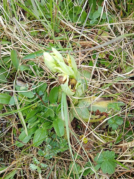 Ophrys sphegodes  - Alain Falvard
