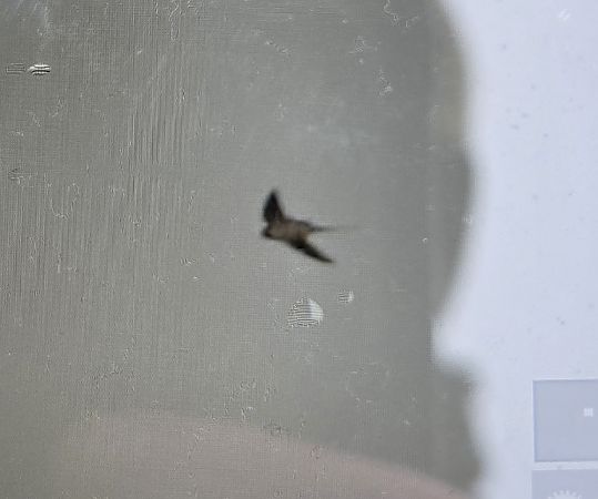 dymówka  - Sebastian Watras