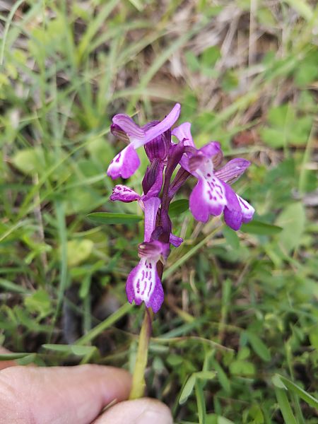 Anacamptis longicornu  - Richard Fay