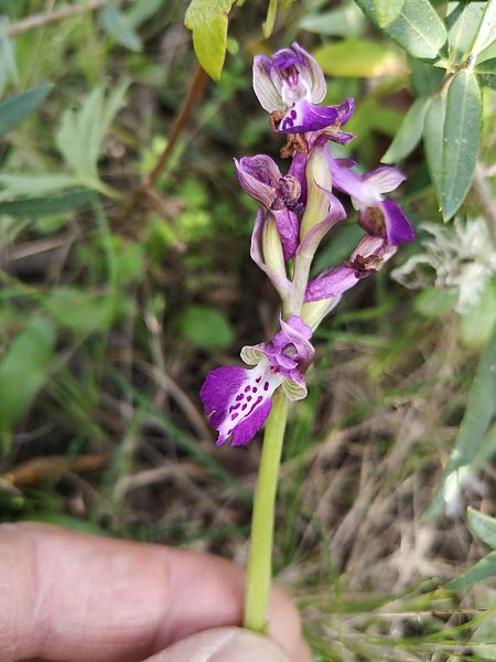 Anacamptis longicornu  - Richard Fay