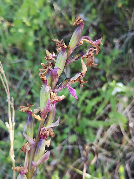Anacamptis longicornu  - Richard Fay