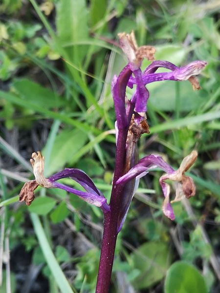 Anacamptis longicornu  - Richard Fay