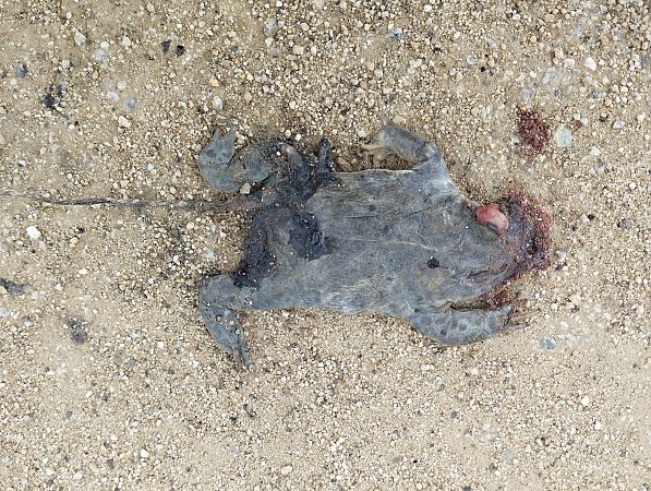 Gripau corredor  - Joan Pujol Collet